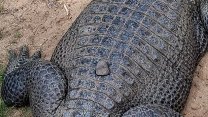 Hni se! Návštěvníkovi zoo vadil nečinný aligátor, házel po něm kameny