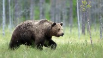 Běžel přes náves a škrábl ženu. Slovensko hlásí dva útoky medvědem krátce po sobě