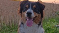 Australský ovčák Archie dalším finalistou. Vyberte nového šampiona pro finále