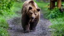 Medvědi na Slovensku se blíží lidem: Objevili se u nemocnice i na dvoře domu