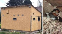První vlaštovčí dům vznikl v Havlíčkově Brodě, ptáci mají náhradní bydlení i s kaluží