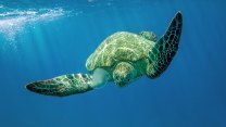 Želvy pokousaly v Chorvatsku tři lidi. Lékaři varují před podceňováním zranění