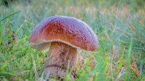 Houbaři tahají z lesů kila hub. Odcházejí ale s pokutami, hrozí až deset tisíc