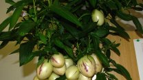 Vypěstujte si pepino: Lahůdka s chutí melounu potěší na zahradě i v truhlíku