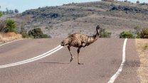 Internet se baví. Drzé emu v Austrálii utíkalo před policistou