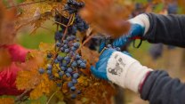 Vinaři letos kvůli suchu odhadují zhruba třetinový propad sklizně