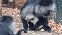 Stromovým opicím se v Zoo Hodonín daří. Guerézám běloramenným se narodilo třetí mládě