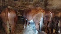 V Česku se poprvé objevil virus Shamonda, veterináři ho potvrdili na Táborsku
