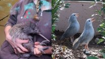 Spáč kivi má v plzeňské zoo novou expozici. A vedle dovádějí opeření Einsteinové