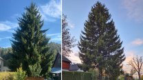 Vánoční strom pro Prahu roste v Podještědí. Staroměstské náměstí ozdobí šedesátiletý smrk